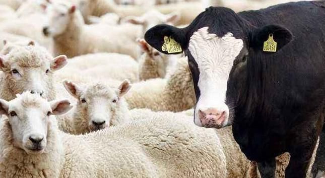 Deprem Bölgesinde Büyükbaş ve Küçükbaş Hayvan Yetiştiriciliği Yapan Depremzedelere Yardım Kararı!