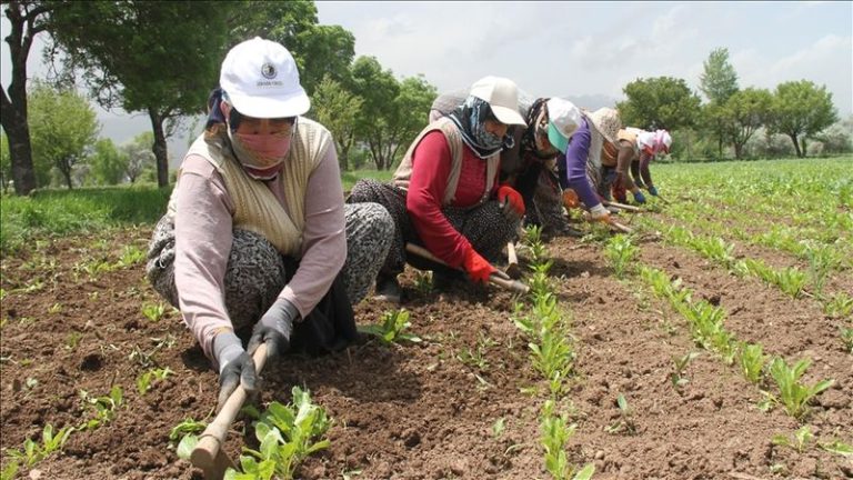 1500 Tarım İşçisi Alınacak! İşkur İşçi Alımları