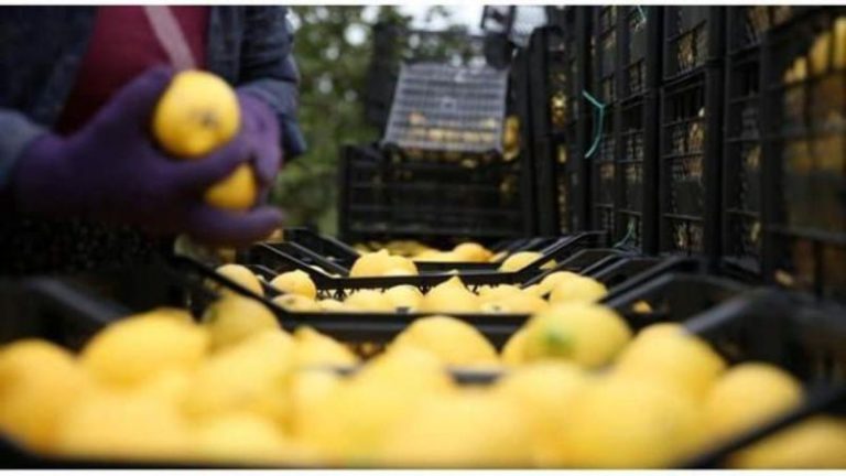 Vali Masatlı’nın liderliğinde limon üreticilerine destek projesi