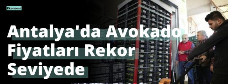 Antalya’da Avokado Fiyatları Rekor Seviyede