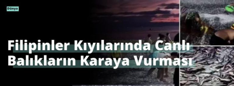 Filipinler Kıyılarında Canlı Balıkların Karaya Vurması