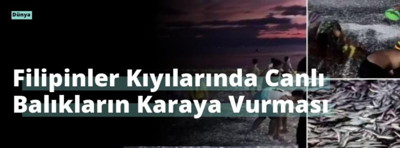 Filipinler Kıyılarında Canlı Balıkların Karaya Vurması