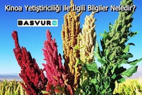 Kinoa Yetiştiriciliği ile İlgili Bilgiler Nelerdir?