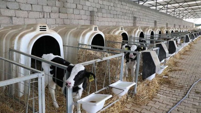 Tarım ve Orman Bakanlığı’nın Düve Alım Desteği Devam Ediyor! Kimler Düve Desteğinden Yararlanabilir?