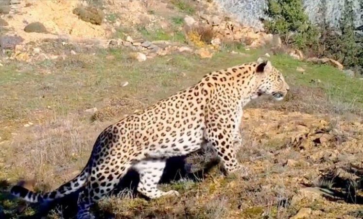 Nesli Tükenmekte Olan Anadolu Leoparı, Türkiye’de Görüntülendi!