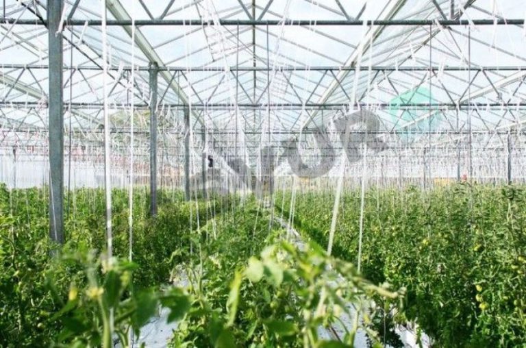 Bitki Koruma Ürünleri (BKÜ) Bayilik Sınavı, Şartları ve Başvurusu 2023