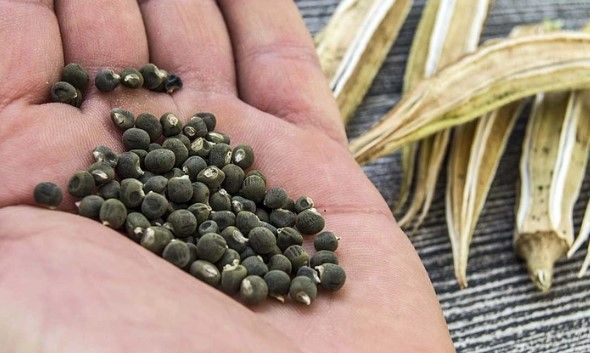 Diz Ağrılarını Bitiren Bamya Tohumu Mucizesi! Nasıl Kullanılır? Kullanan Yorumları!