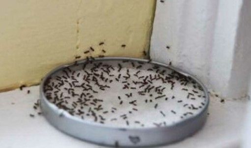 Evde Karıncalara Karşı Ne Yapılır? 6 Etkili Çözüm