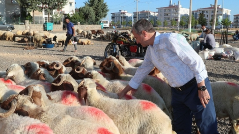 Gaziantep Şahinbey Belediyesi Kurbanlık Yardımı Nasıl Alınır? Başvurusu