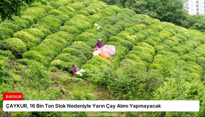 ÇAYKUR, 16 Bin Ton Stok Nedeniyle Yarın Çay Alımı Yapmayacak