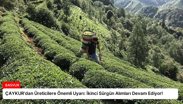ÇAYKUR’dan Üreticilere Önemli Uyarı: İkinci Sürgün Alımları Devam Ediyor!