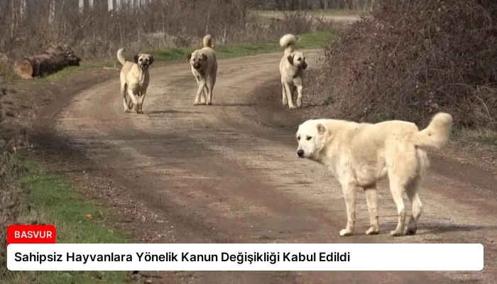 Sahipsiz Hayvanlara Yönelik Kanun Değişikliği Kabul Edildi