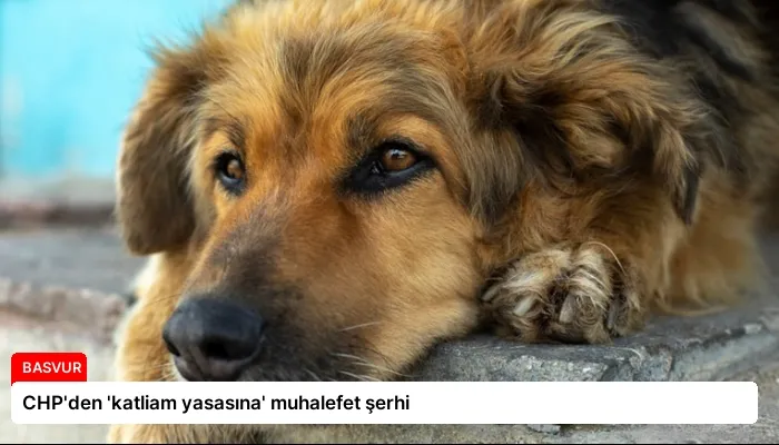 CHP’den ‘katliam yasasına’ muhalefet şerhi