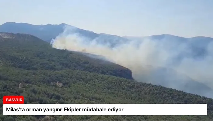 Milas’ta orman yangını! Ekipler müdahale ediyor