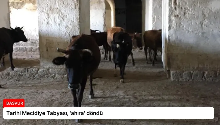Tarihi Mecidiye Tabyası, ‘ahıra’ döndü