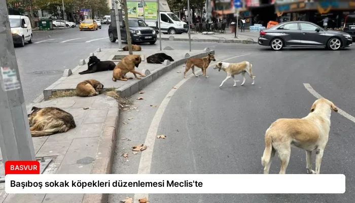 Başıboş sokak köpekleri düzenlemesi Meclis’te