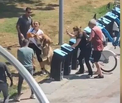 Kan Donduran Olay! Tasmasız Köpek Dehşet Saçtı