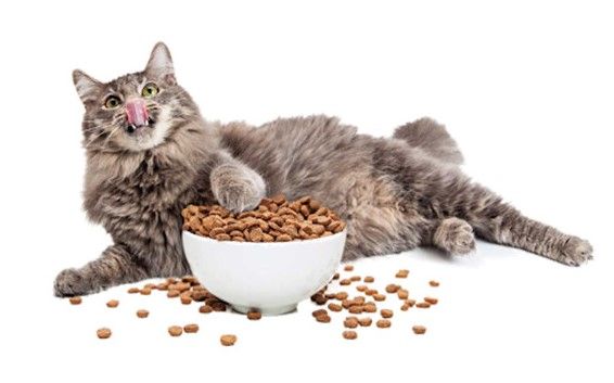 Kedi Maması Fiyatları 2024! En Ucuz Kedi Maması Nedir?
