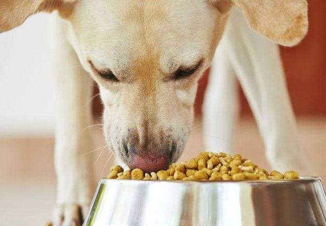 Köpek Maması Fiyatları 2024! En Ucuz Köpek Maması Nedir?