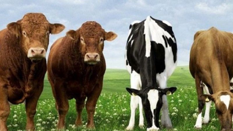 Kurbanlık Fiyatları 2023! Küçükbaş, Büyükbaş Kurbanlıklar
