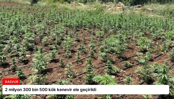 2 milyon 300 bin 500 kök kenevir ele geçirildi