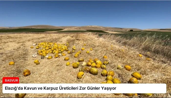 Elazığ’da Kavun ve Karpuz Üreticileri Zor Günler Yaşıyor