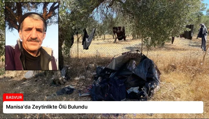 Manisa’da Zeytinlikte Ölü Bulundu