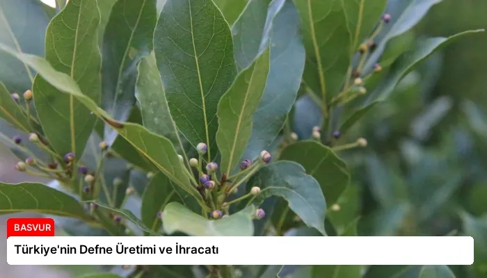 Türkiye’nin Defne Üretimi ve İhracatı