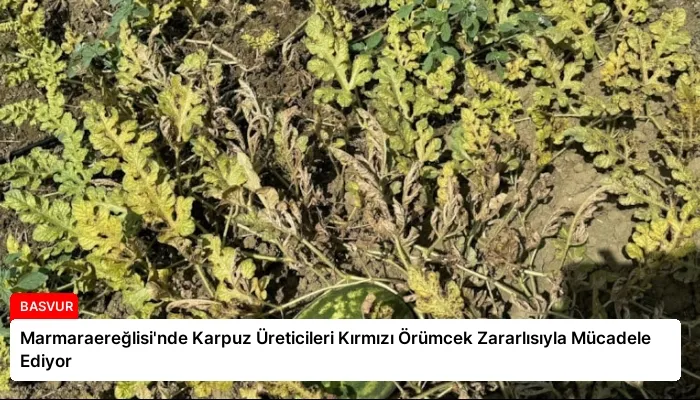 Marmaraereğlisi’nde Karpuz Üreticileri Kırmızı Örümcek Zararlısıyla Mücadele Ediyor