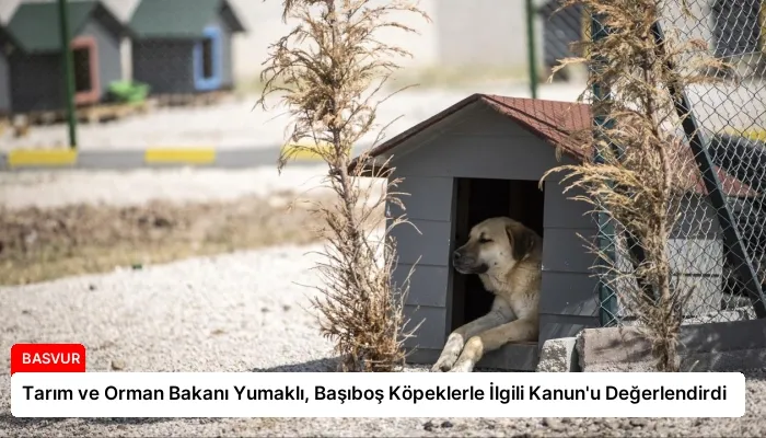Tarım ve Orman Bakanı Yumaklı, Başıboş Köpeklerle İlgili Kanun’u Değerlendirdi