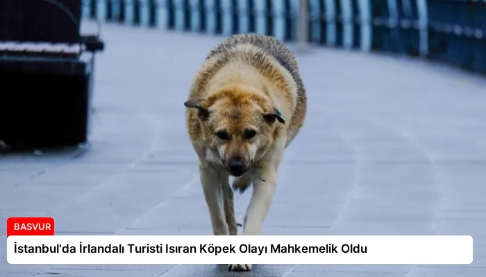 İstanbul’da İrlandalı Turisti Isıran Köpek Olayı Mahkemelik Oldu