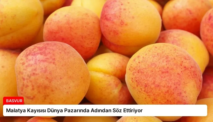 Malatya Kayısısı Dünya Pazarında Adından Söz Ettiriyor