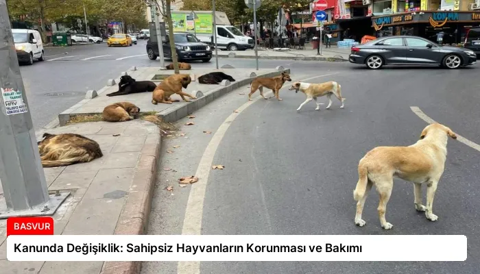Kanunda Değişiklik: Sahipsiz Hayvanların Korunması ve Bakımı