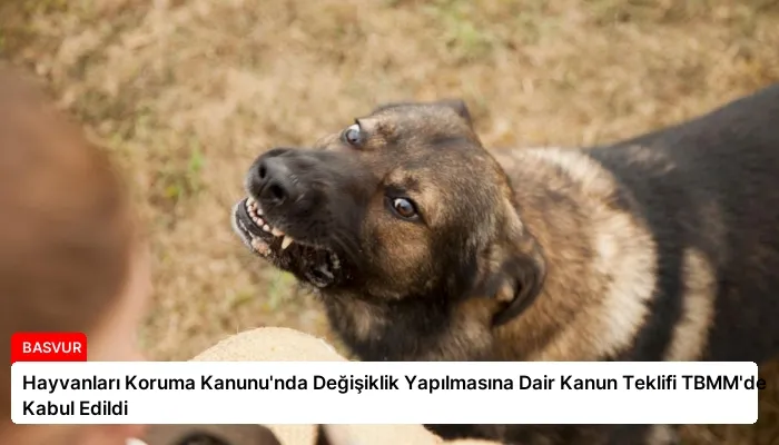 Hayvanları Koruma Kanunu’nda Değişiklik Yapılmasına Dair Kanun Teklifi TBMM’de Kabul Edildi