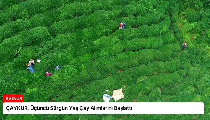 ÇAYKUR, Üçüncü Sürgün Yaş Çay Alımlarını Başlattı
