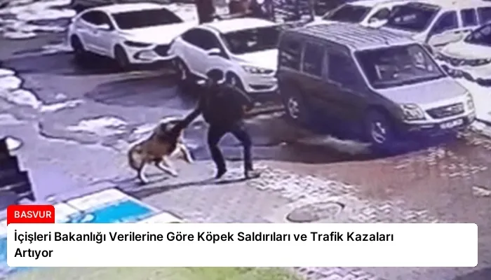 İçişleri Bakanlığı Verilerine Göre Köpek Saldırıları ve Trafik Kazaları Artıyor
