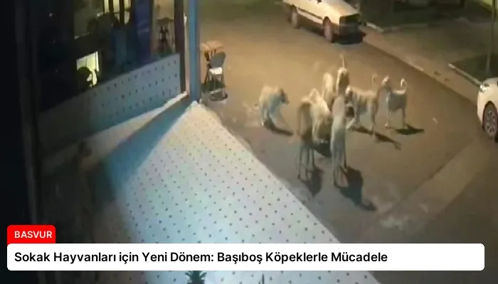 Sokak Hayvanları için Yeni Dönem: Başıboş Köpeklerle Mücadele