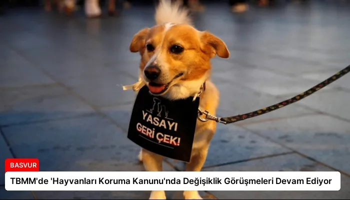 TBMM’de ‘Hayvanları Koruma Kanunu’nda Değişiklik Görüşmeleri Devam Ediyor
