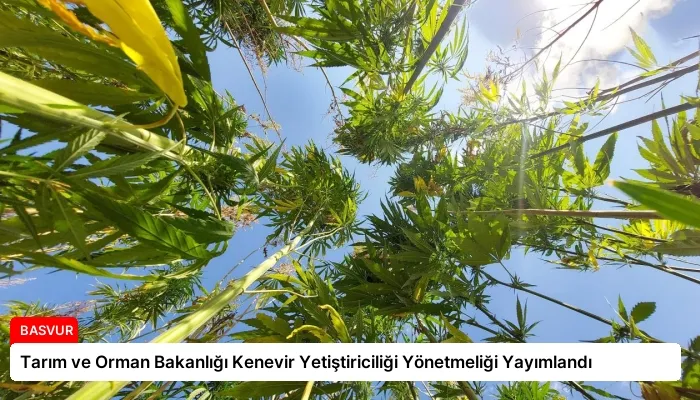 Tarım ve Orman Bakanlığı Kenevir Yetiştiriciliği Yönetmeliği Yayımlandı