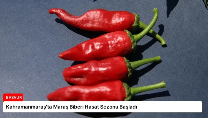 Kahramanmaraş’ta Maraş Biberi Hasat Sezonu Başladı