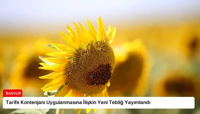 Tarife Kontenjanı Uygulanmasına İlişkin Yeni Tebliğ Yayımlandı