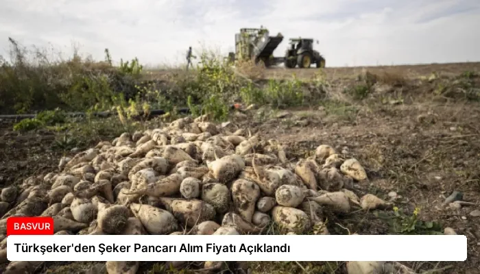 Türkşeker’den Şeker Pancarı Alım Fiyatı Açıklandı