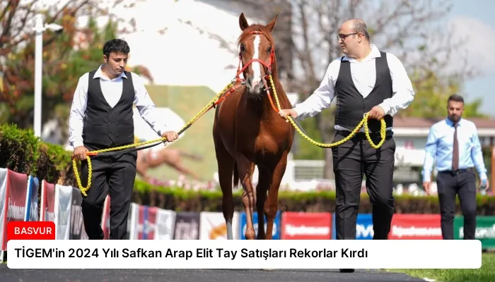 TİGEM’in 2024 Yılı Safkan Arap Elit Tay Satışları Rekorlar Kırdı