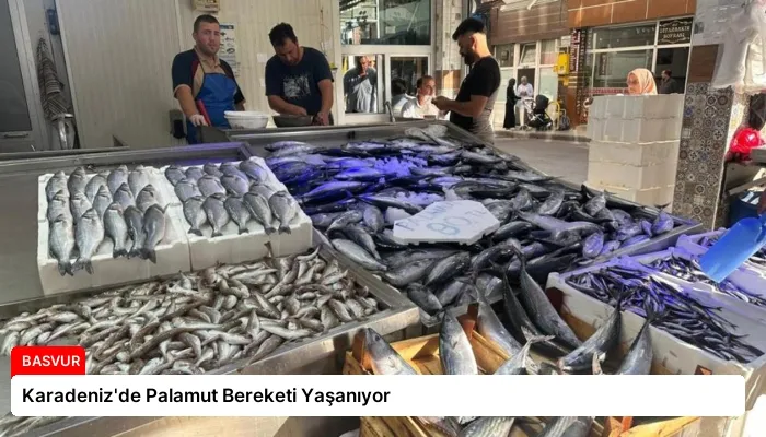 Karadeniz’de Palamut Bereketi Yaşanıyor