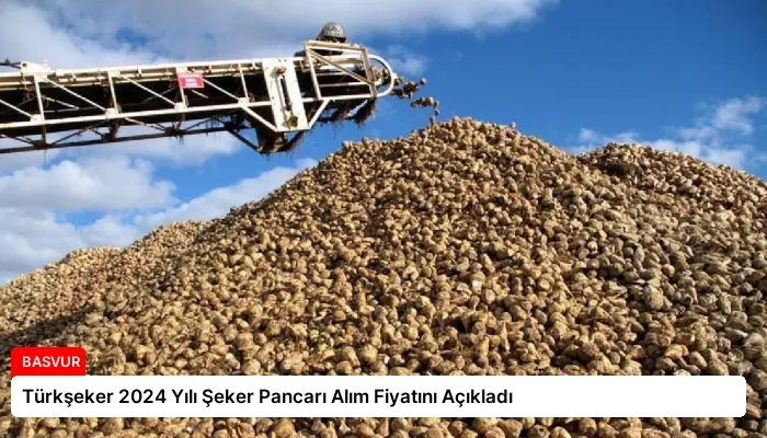 Türkşeker 2024 Yılı Şeker Pancarı Alım Fiyatını Açıkladı
