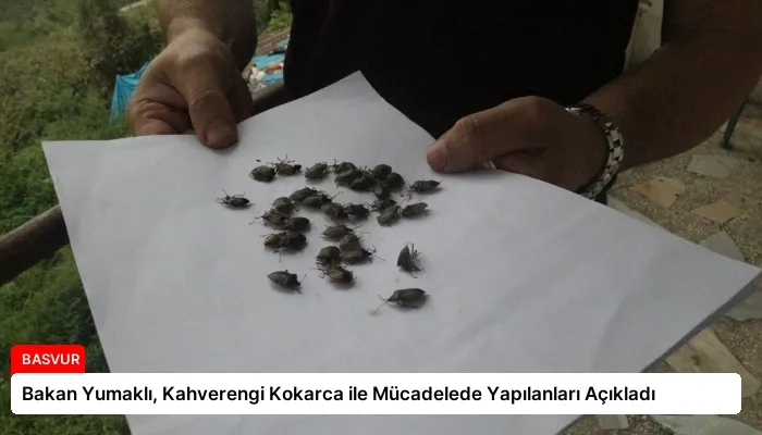 Bakan Yumaklı, Kahverengi Kokarca ile Mücadelede Yapılanları Açıkladı