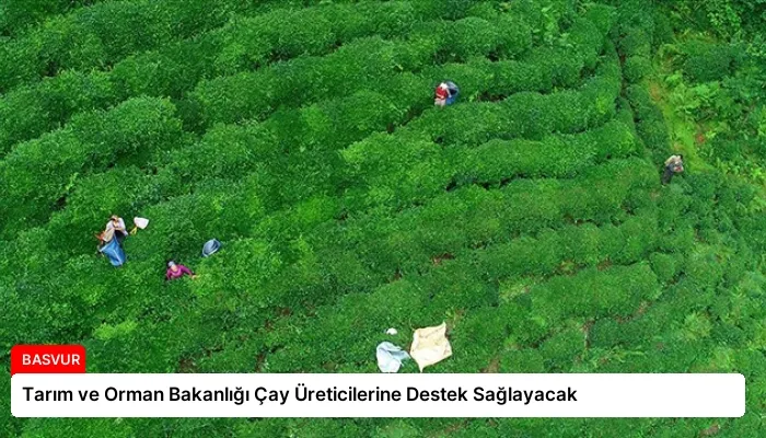 Tarım ve Orman Bakanlığı Çay Üreticilerine Destek Sağlayacak