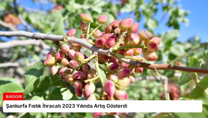 Şanlıurfa Fıstık İhracatı 2023 Yılında Artış Gösterdi