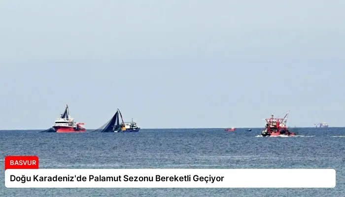Doğu Karadeniz’de Palamut Sezonu Bereketli Geçiyor