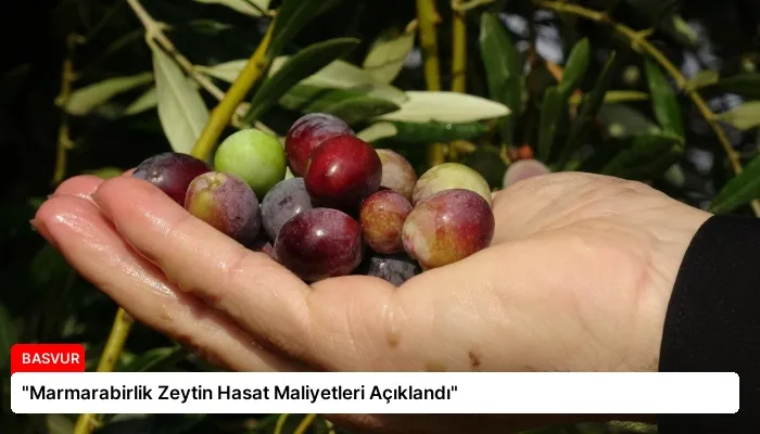 “Marmarabirlik Zeytin Hasat Maliyetleri Açıklandı”